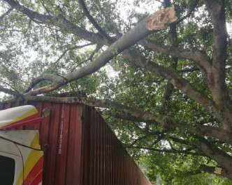 货柜车撞断1条树枝老榕树。