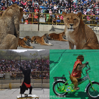 青島森林野生動物世界微博圖片