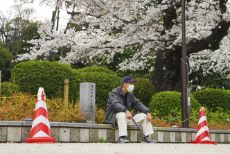 日本多地樱花较往年更早「满开」。AP资料图片
