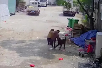 黑狗从后袭击死者，身旁女子试图制止。互联网图片