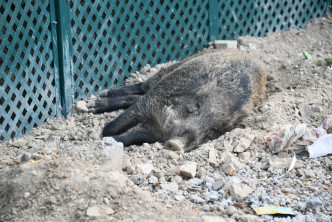 4大1小野猪正在山坡路边沙石地上瞓觉，懒理旁人。杨伟亨摄