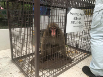 「みわ」已回到動物園。福知山市動物園FB圖片