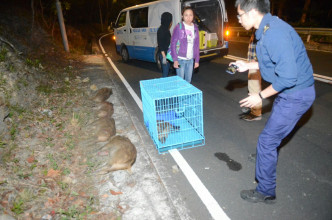 荃灣野豬被撞四死一重傷。