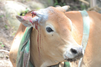 牛牛一只角折断流血。