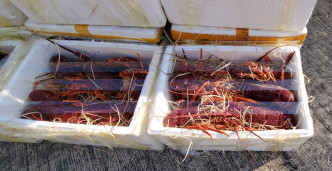 行動中，海關檢獲活龍蝦及海參，約值1000萬元。