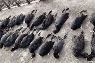 17種野生動物死亡。網圖