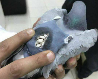 今年5月，科威特另一隻鴿子，內部有178粒不明藥丸。twitter圖片