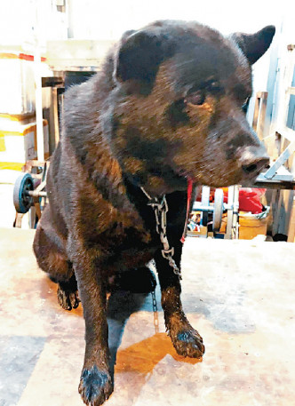 黑唐狗旺仔（小圖）被打至要住院5天。網圖