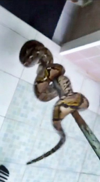 泰國有一隻蟒蛇躲藏在住宅的馬桶裡。網上圖片