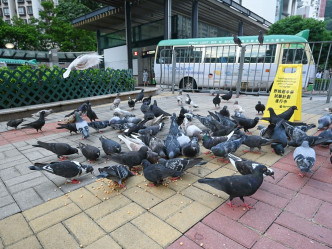 清潔工涉趁漁護署職員投餵野鴿吃避孕藥時，從旁向鴿群擲石導致一隻鴿子死亡。政府圖片