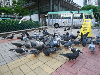 清洁工涉趁渔护署职员投喂野鸽吃避孕药时，从旁向鸽群掷石导致一只鸽子死亡。政府图片