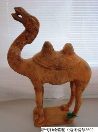 唐代彩绘骆驼。