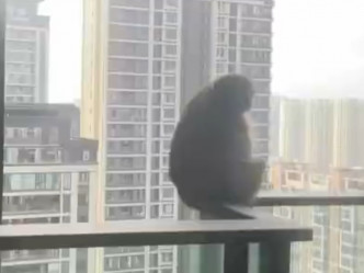 猴子连30多楼的高层单位也不放过。影片截图