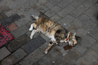 猫猫被发现吐血倒卧街头。