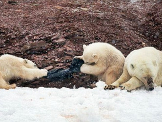 小北極熊的母親並無阻止牠們的行為。網圖