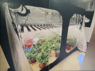 大麻種植場設於劏房單位內的帳篷。
