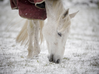 有马匹在雪地上食草。AP
