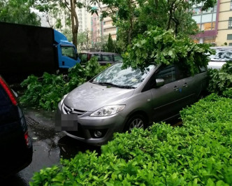 将军澳厚德邨塌树，波及多辆私家车。网上图片