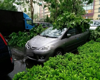 將軍澳厚德邨塌樹，波及多輛私家車。網上圖片