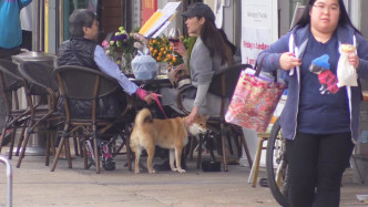 当日约好友食Lunch，万绮雯都带埋爱犬Yumi出街。