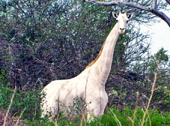 肯尼亞白色長頸鹿外觀獨特，為當地珍稀動物。Hirola Conservation Center