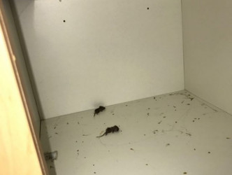 宿舍储藏室有两只死老鼠腐烂在地。网图