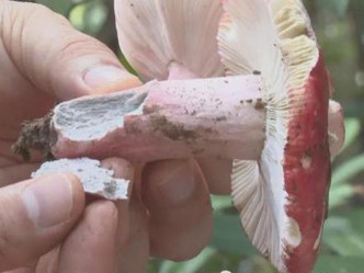 剧毒「亚稀褶红菇」致死率达70％。
