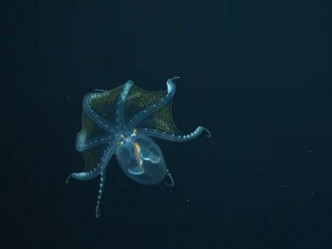 玻璃章魚外表透明，能夠清楚見到牠的神經和器官等。（短片截圖）