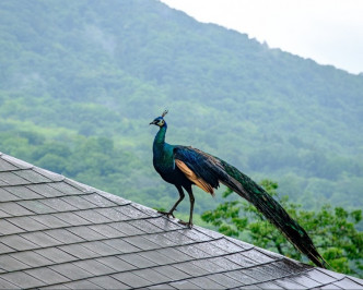 這隻該「鳳凰」是寺廟裡放養的孔雀。Twitter