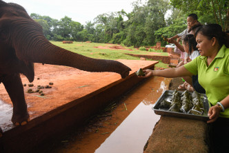 海南熱帶野生動植物園組織部分遊客向大象喂「粽子」。 新華社圖片