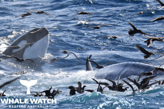 多達75條殺人鯨（即虎鯨），圍攻一條體長16公尺的年輕藍鯨。Whale Watch Western Australia Facebook專頁圖片