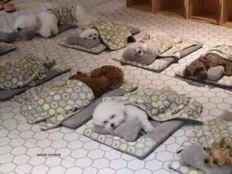 玩攰了的狗狗們可以午睡。網圖