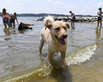 狗主带同爱犬到海滩消暑。AP
