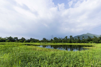 圖示元朗排水繞道的人工濕地。黃偉綸網誌圖片