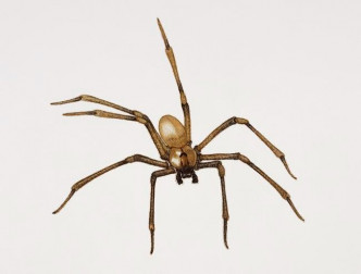 棕色遁蛛是具有劇毒的蜘蛛。