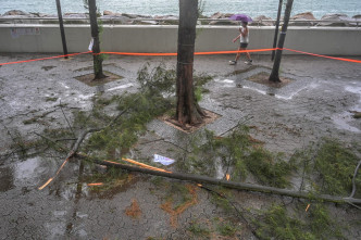 風暴下當局收到44宗塌樹報告。