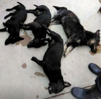 事件中被抓的其中4只腊肠犬，最后被安乐死。（网图）