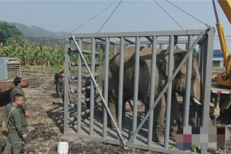 目前，野象被安全護送至西雙版納州亞洲象種源收容救護中心，生命體徵正常。  網上圖片