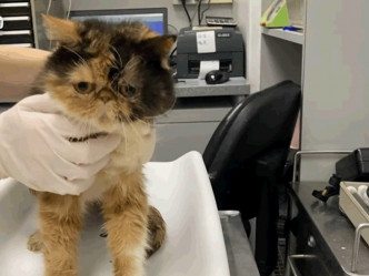 獸醫團隊為獲救小貓進行治理。愛護動物協會影片截圖