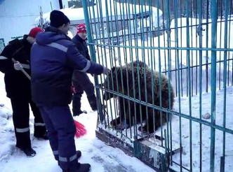 女子伸手入籠餵飼棕熊時，遭棕熊撕下一臂，然後吞吃。網圖