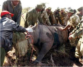今次并非保育人员首次将黑犀牛迁徙。AP