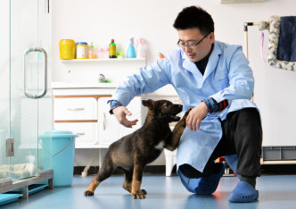 中国复制出一只克隆（Clone）警犬，取名为「昆勋」。网上图片