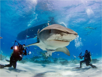 鯊魚保育組織「鯊魚同盟」（Shark Allies）擔心鯊魚的危機可能會出現在一些漁業監管不嚴密的國家。FB Shark Allies圖片