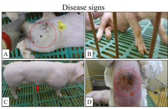 感染变种病毒的猪只会出现关节肿胀（A）、瘫痪（B）、皮肤肿块（C）和皮肤坏死（D）等症状。网图