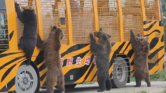 有遊客稱觀光巴士會被熊推撞到搖搖晃晃。網上圖片