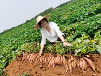 曾担任记者的刘朝丽转行卖番薯。 （网上图片）