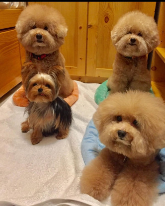 蔡卓妍鐘情玩具貴婦狗，家中多隻愛犬都是同種類。