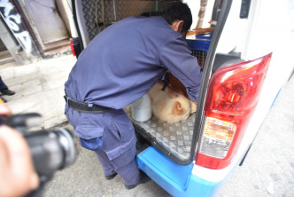松狮狗获救后，由香港爱护动物协会送上专车。