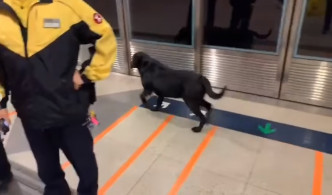迷途狗在荃湾西站月台流连。网民Erica Chung图片