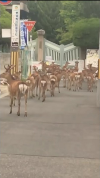 奈良有50隻鹿離開公園在市區亂闖。網上圖片